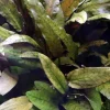 Tropica Akvarieplanter Tropica Akvarieplante i potte Cryptocoryne wendtii Tropica