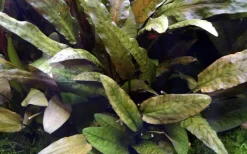 Tropica Akvarieplanter Tropica Akvarieplante i potte Cryptocoryne wendtii Tropica