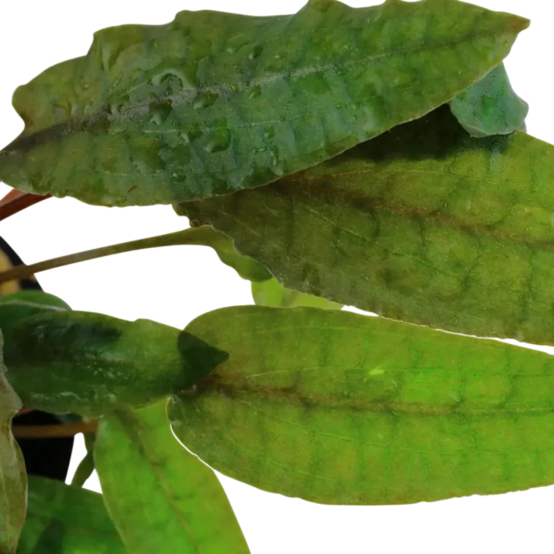 Tropica Akvarieplanter Tropica Akvarieplante i potte Cryptocoryne wendtii Tropica