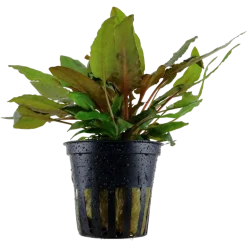 Tropica Akvarieplanter Tropica Akvarieplante i potte Cryptocoryne wendtii Tropica