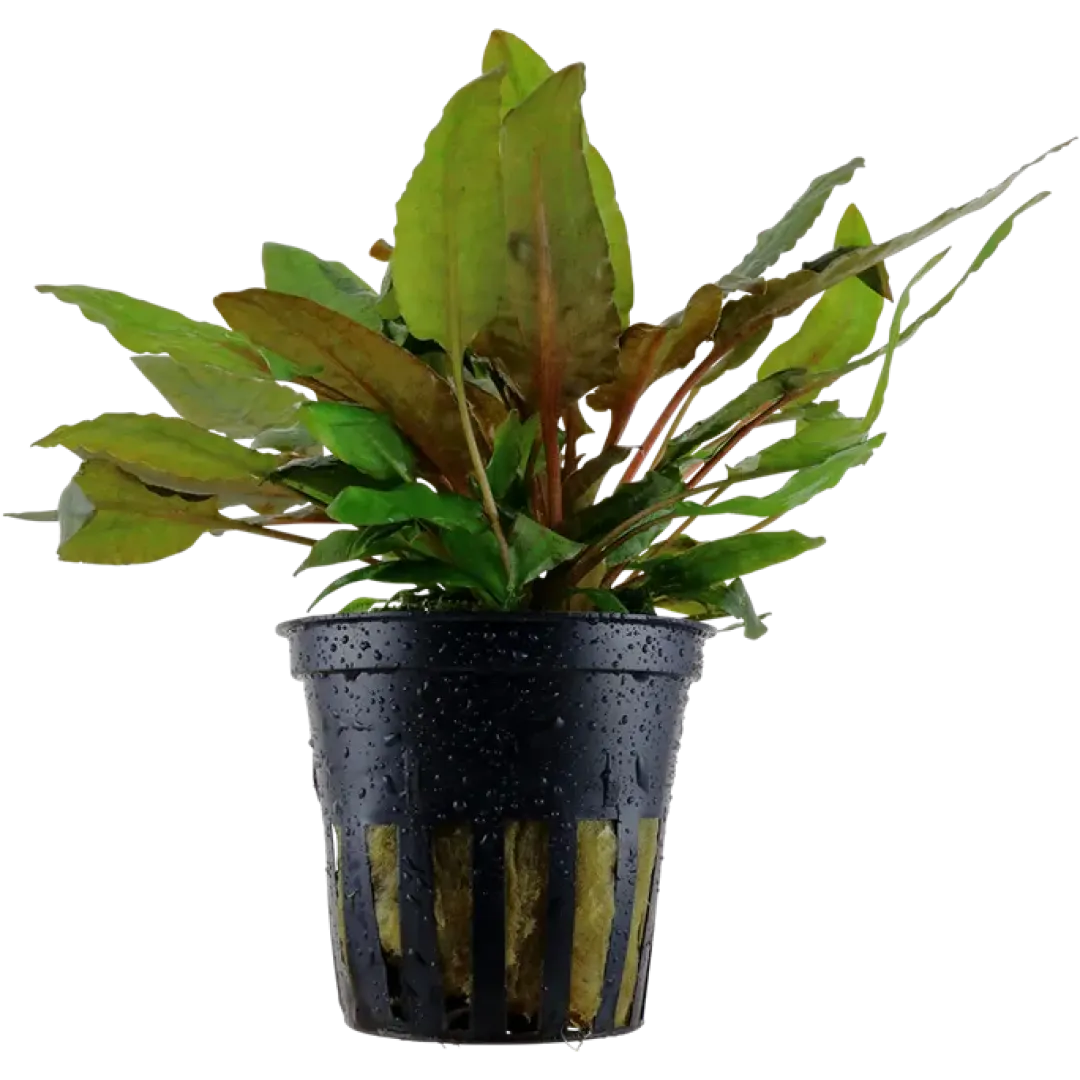 Tropica Akvarieplanter Tropica Akvarieplante i potte Cryptocoryne wendtii Tropica
