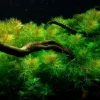Tropica Akvarieplanter Tropica Akvarieplante i potte Myriophyllum mattogrossense