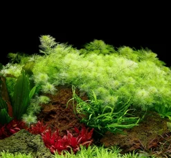 Tropica Akvarieplanter Tropica Akvarieplante i potte Myriophyllum mattogrossense