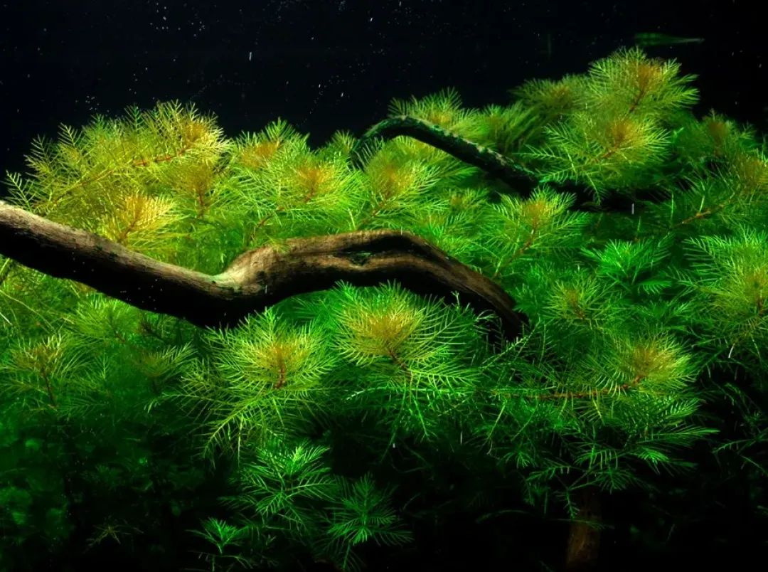 Tropica Akvarieplanter Tropica Akvarieplante i potte Myriophyllum mattogrossense