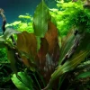 Tropica Akvarieplanter Tropica Akvarieplante i potte Echinodorus Reni