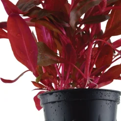 Tropica Akvarieplanter Tropica Akvarieplante i potte Alternanthera reineckii Rosanervig