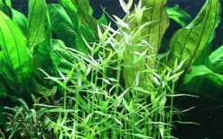 Tropica Akvarieplanter Tropica Akvarieplante i potte Murdannia keisak