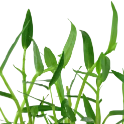 Tropica Akvarieplanter Tropica Akvarieplante i potte Murdannia keisak