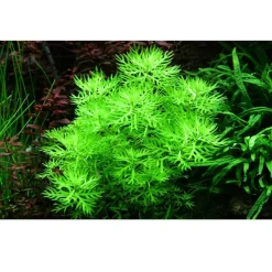 Tropica Akvarieplanter Tropica Akvarieplante i potte Hottonia palustris