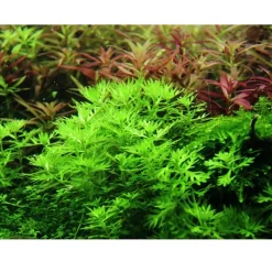 Tropica Akvarieplanter Tropica Akvarieplante i potte Hottonia palustris