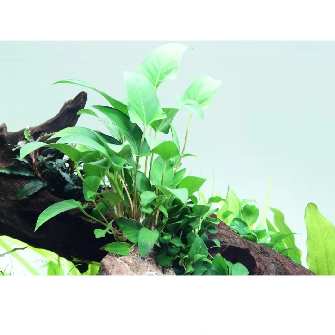 Tropica Akvarieplanter Tropica Akvarieplante i potte Anubias Gracilis