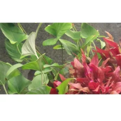 Tropica Akvarieplanter Tropica Akvarieplante i potte Anubias Gracilis