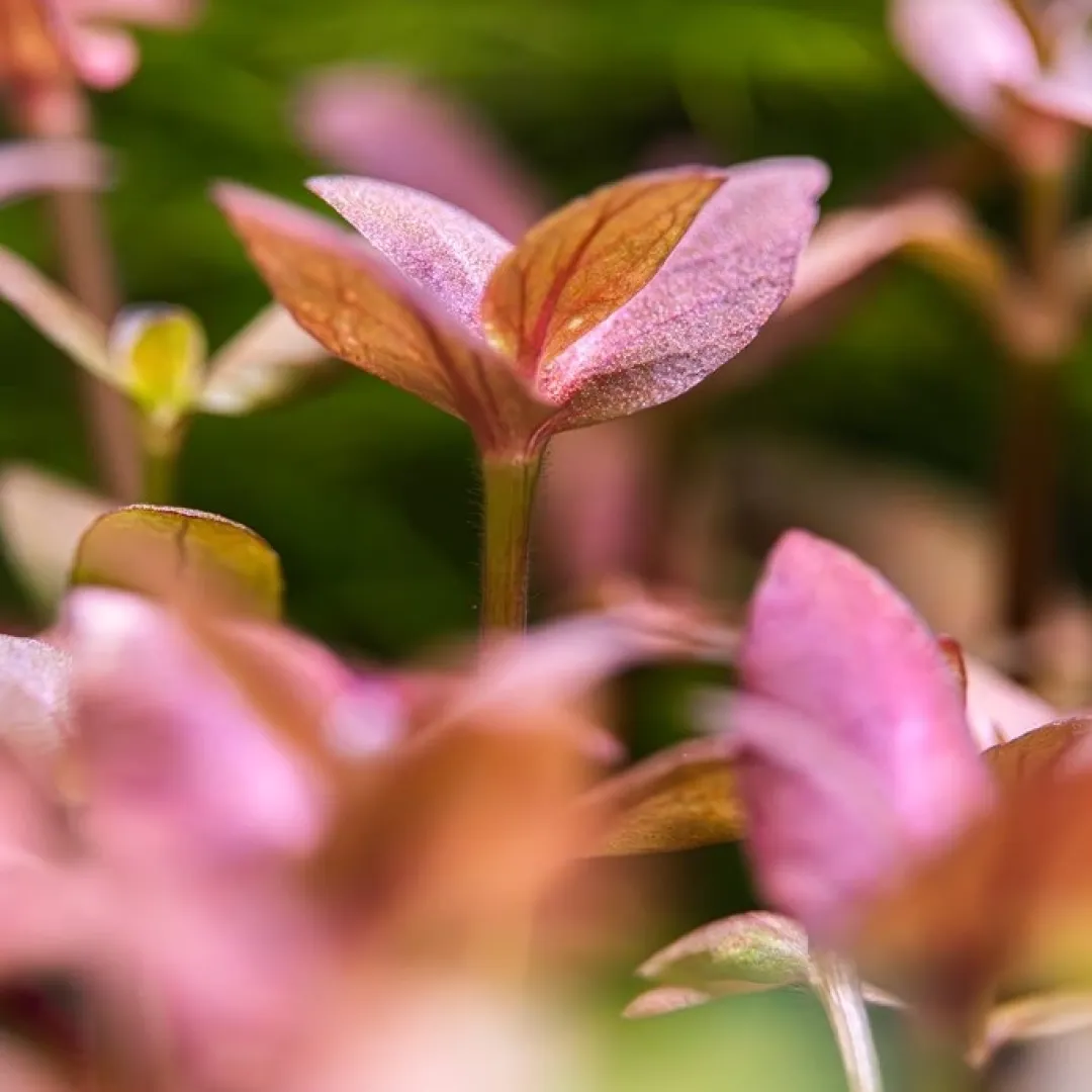 Tropica Akvarieplanter Tropica Akvarieplante i potte Bacopa salzmanni Purple