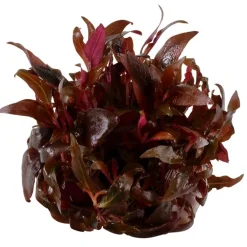 Tropica Akvarieplanter Tropica Alternanthera reineckii sp. Mini 1-2-GROW x 3