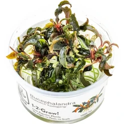 Tropica Akvarieplanter Tropica Bucephalandra Kedagang 1-2-Grow