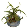 Tropica Akvarieplanter Tropica Cryptocoryne Crispatula 1-2-GROW