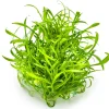 Tropica Akvarieplanter Tropica Cryptocoryne parva 1-2-GROW