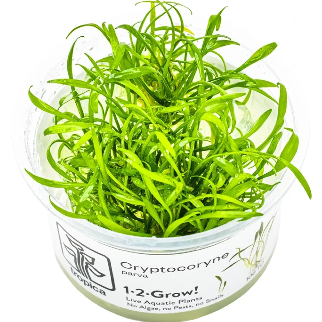 Tropica Akvarieplanter Tropica Cryptocoryne parva 1-2-GROW