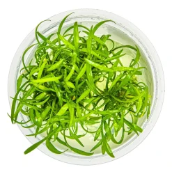 Tropica Akvarieplanter Tropica Cryptocoryne parva 1-2-GROW