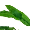 Tropica Akvarieplanter Tropica Cryptocoryne Wendtii Green 1-2-GROW