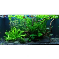 Tropica Akvarieplanter Tropica Cryptocoryne Wendtii Green 1-2-GROW