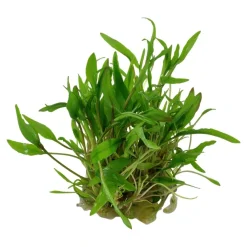 Tropica Akvarieplanter Tropica Cryptocoryne Wendtii Green 1-2-GROW