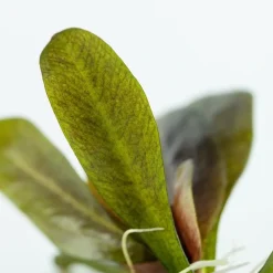Tropica Akvarieplanter Tropica Echinodorus Reni 1-2-GROW x 3