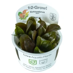 Tropica Akvarieplanter Tropica Echinodorus Reni 1-2-GROW x 3