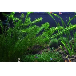 Tropica Akvarieplanter Tropica Egeria densa bundt plantestængler (Vandpest)