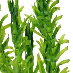 Tropica Akvarieplanter Tropica Egeria densa bundt plantestængler (Vandpest)