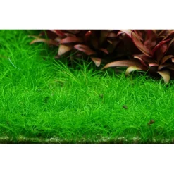 Tropica Akvarieplanter Tropica Eleocharis acicularis Mini 1-2-GROW x 3