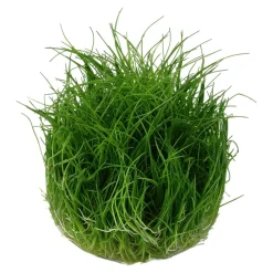Tropica Akvarieplanter Tropica Eleocharis acicularis Mini 1-2-GROW x 3