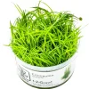 Tropica Akvarieplanter Tropica Eriocaulon cinereum 1-2-Grow