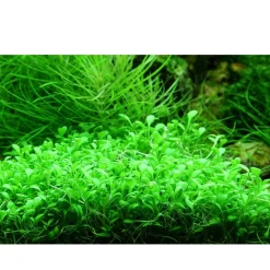 Tropica Akvarieplanter Tropica Glossostigma elatinoides 1-2-GROW x 3