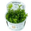 Tropica Akvarieplanter Tropica Gratiola viscidula 1-2-GROW