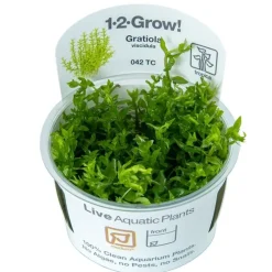 Tropica Akvarieplanter Tropica Gratiola viscidula 1-2-GROW
