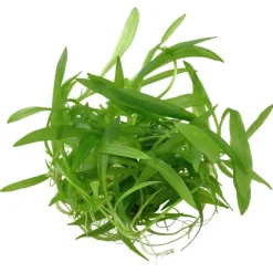Tropica Akvarieplanter Tropica Helanthium Quadricostatus 1-2-GROW