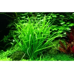Tropica Akvarieplanter Tropica Helanthium tenellum Green 1-2-GROW