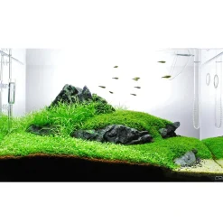 Tropica Akvarieplanter Tropica Helanthium tenellum Green 1-2-GROW