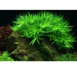 Tropica Akvarieplanter Tropica Heteranthera zosterifolia 1-2-GROW x 3