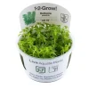 Tropica Akvarieplanter Tropica Hottonia Palustris 1-2-Grow
