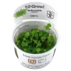 Tropica Akvarieplanter Tropica Hydrocotyle tripartita 1-2-GROW x 3