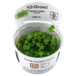 Tropica Akvarieplanter Tropica Hydrocotyle tripartita 1-2-GROW x 3