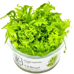 Tropica Akvarieplanter Tropica Hygrophila odora 1-2-Grow