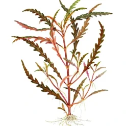 Tropica Akvarieplanter Tropica Hygrophila Pinnatifida 1-2-GROW