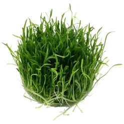 Tropica Akvarieplanter Tropica Lilaeopsis brasiliensis 1-2-GROW