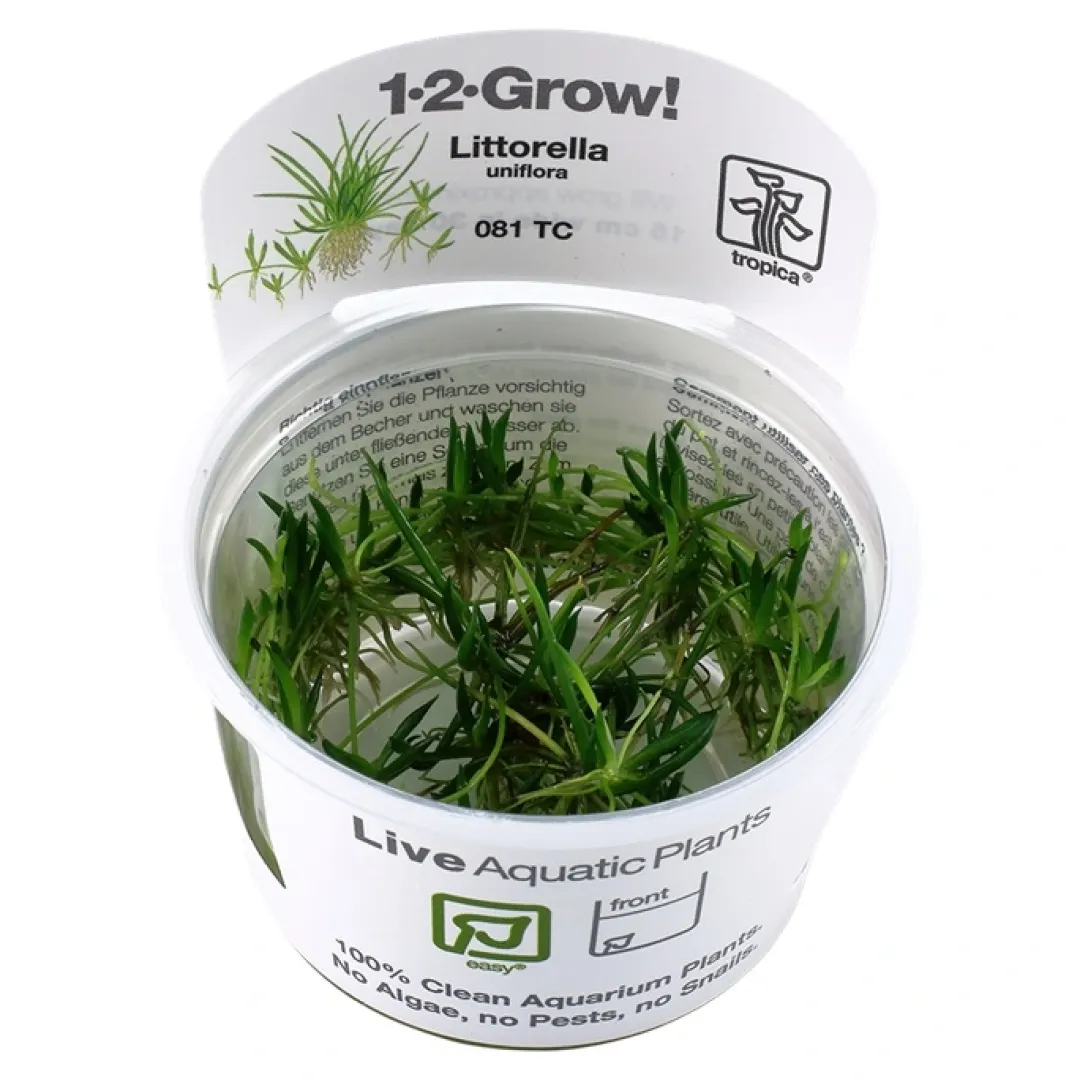 Tropica Akvarieplanter Tropica Littorella uniflora 1-2-GROW x 3