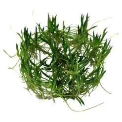 Tropica Akvarieplanter Tropica Littorella uniflora 1-2-GROW x 3