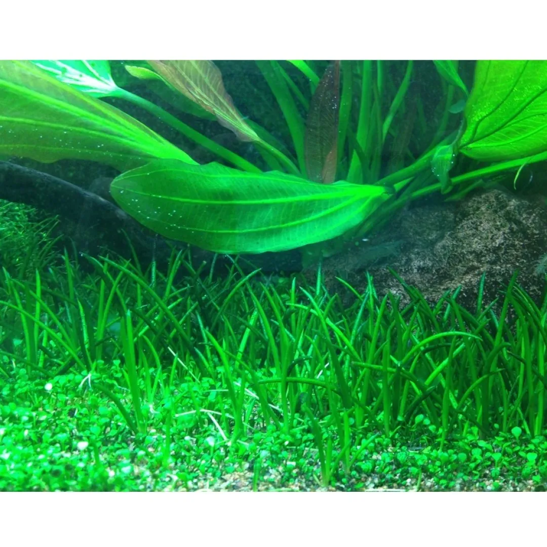 Tropica Akvarieplanter Tropica Littorella uniflora 1-2-GROW x 3