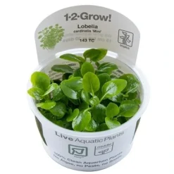 Tropica Akvarieplanter Tropica Lobelia cardinalis Mini 1-2-Grow